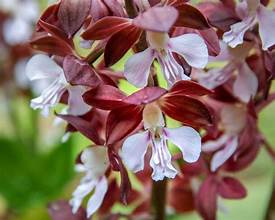 Calanthe odorata